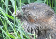 Muskrat grabbing some lunch along the Charles River