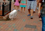 Bobby the Pig on Newbury Street