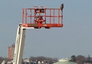 A hawk perched above South Boston