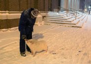 Bobby the Pig in the snow