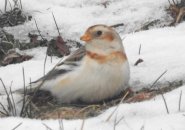 snow bunting in the snow