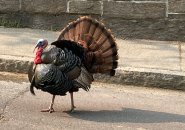 Brookline turkey