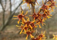 Witch hazel in bloom at the Arnold Arboretum