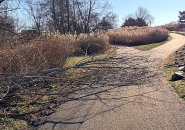 Tree across path at Millennium Park