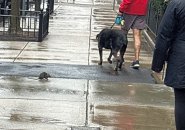 Blind rat with passersby