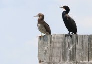 Booby and cormorant in Old Harbor