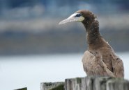 Brown booby in South Boston