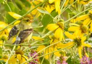 Yellow bird in yellow flowers