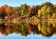 Trees along the Charles