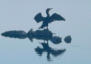 Sunning, wing-spreading cormorant