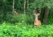 Buck in Arnold Arboretum