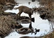 Deer drinking water with some ducks and tires