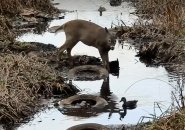 Deer drinking water with some ducks and tires