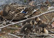 Snoozing duck and ducklings