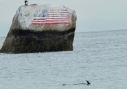 Eagle atop Flag Rock and a dolphin swimming near it