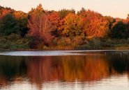 Calm waters and fall trees along the Charles