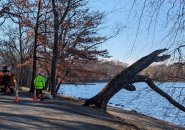 Workers preparing to uproot dying tree on the banks of Jamaica Pond