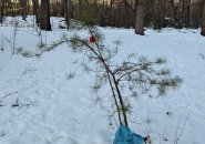 Small pine tree in Franklin Park decorated with a single ornament