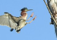 Green heron about to land on a tree at Millennium Park