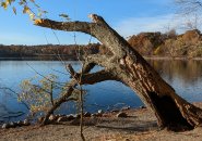 Grizzled old tree at Jamaica Pond still hanging on, if barely