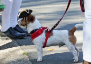 Terrier in a tricorner hat