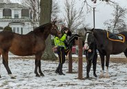 Two Boston Park rangers get horses ready for a ride around Jamaica Pond