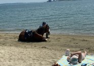 State Police horse resting by the water at Carson Beach