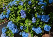 Hydrangeas