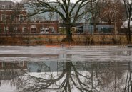 Tree reflected on the Charles River