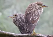 Black-crowned night herons keep a close watch at Millennium Park