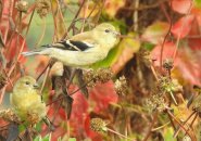 American goldfinches blend in with fall colors at Millennium Park