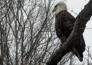 Bald eagle perched on tree along the Muddy River