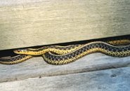 Snake along the Neponset Riverwalk in Mattapan