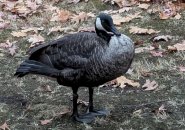 Old coated goose near Longwood