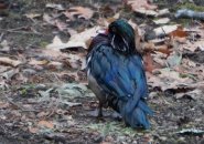 A wood duck covered in oil