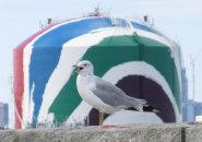 Seagull in front of the Dorchester gas tank