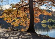 Tree on the banks of Jamaica Pond