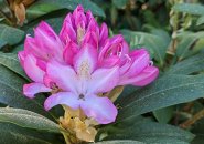 Rhododendron in bloom at the Arnold Arboretum