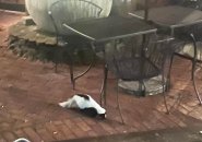 Skunk in Roslindale Square courtyard