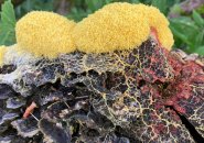 Slime mold in Millennium Park