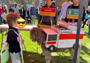 Dog dressed as a peeled-back U-Haul