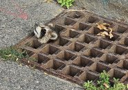 Raccoon still stuck in sewer grate