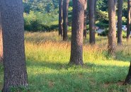 Pine trees and grass in the sun at the Arnold Arboretum