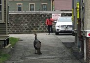 Turkey vs. man in Cambridge alley