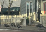 Turkeys at a Cambridge bus stop