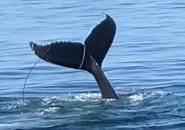 Whale with tale snared by fishing gear