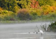 Egret on the Charles River