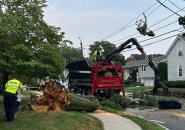 Remains of large tree being cut up in West Newton