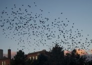 Birds at dusk over Wormwood Park