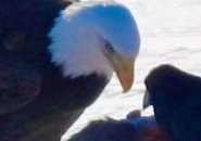 Eagle and crow face off over freshly dead deer